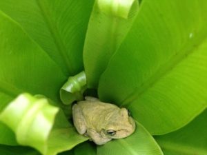 frog-hiding