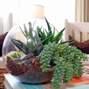 succulent-bowl-gallery-large