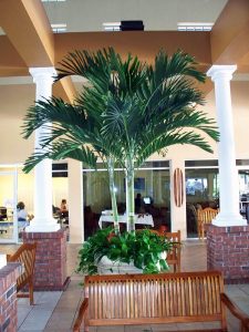 Interior Plant Service Adonidia-Tree