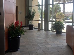 Assorted-Plants-in-Lobby-800