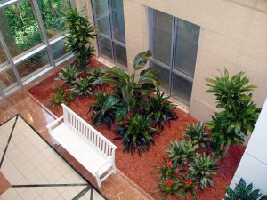 Atrium-Plants-Opposite-Side