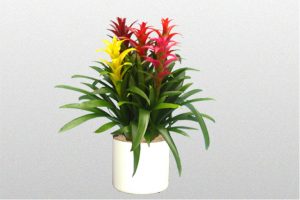 Bromeliad-Guzmania-Combo-Pot-Assorted-Colors-new