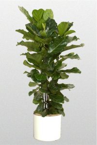 Ficus-Lyrata-Bush
