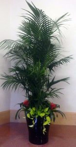 Kentia-with-Bromeliads-and-Neon-Pothos-550