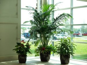 Kentia-with-Underplantings