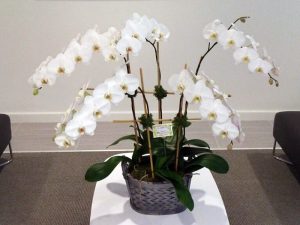 Orchid-Arrangement-800
