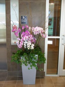 Orchid in Tall Planter
