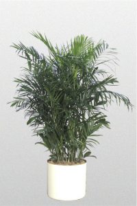 Palm—Bamboo