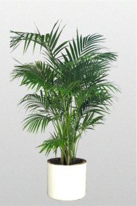 Palm—Hawaiian-Kentia