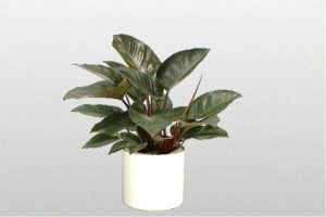 Philodendron-Congo
