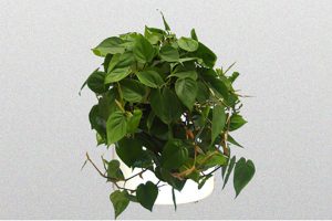 Philodendron-Cordatum
