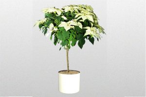 Poinsettia-Tree-White