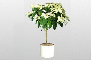 Poinsettia-Tree-White-2