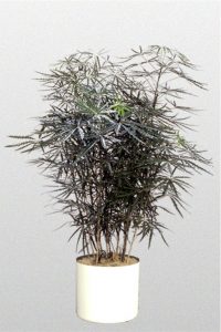 Schefflera-Elegantissima