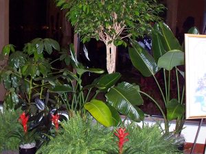 Short-Term-Event-Plants-with-Bromeliads-600