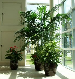 green-interior-foliage