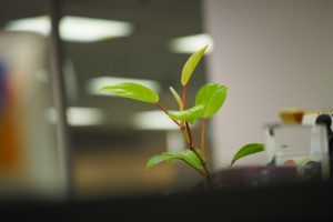 office plant leasing orlando