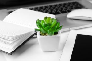 ideas for using an office plant service